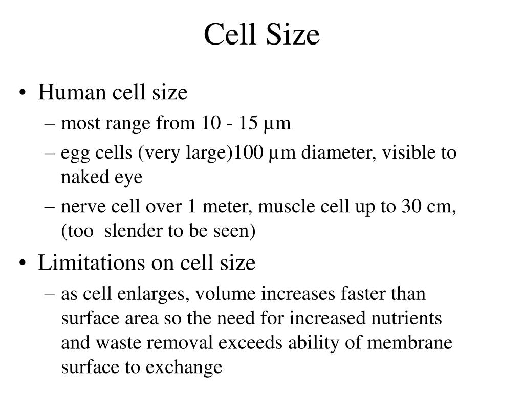 PPT Chapter 4 Cellular Form and Function PowerPoint Presentation