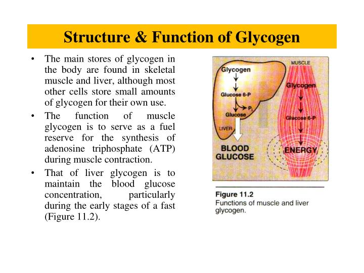 PPT Glycogen Metabolism PowerPoint Presentation ID5796822