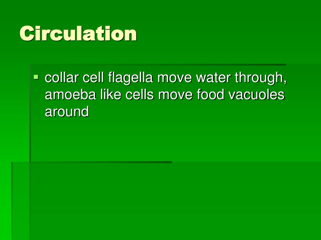 PPT Invertebrates PowerPoint Presentation, free download ID5798480