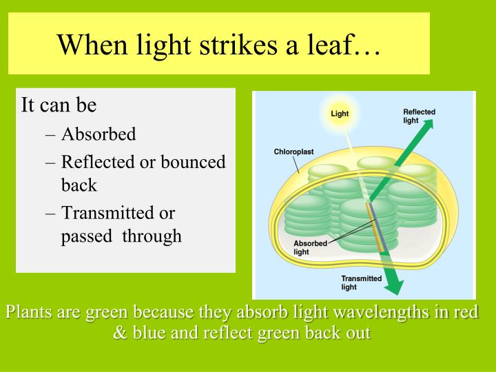 PPT Photosynthesis and Cellular Respiration February 22, 2014 Nancy