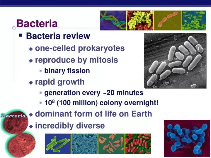PPT Bacteria PowerPoint Presentation, free download ID5802205