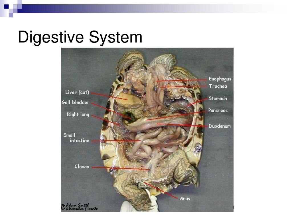 PPT Reptiles Keith Hua Michael Wu PowerPoint