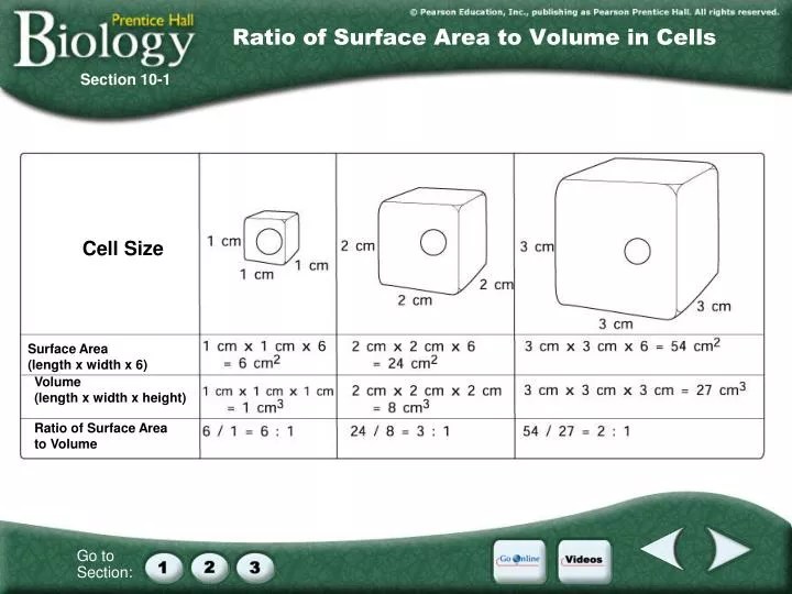 PPT Ratio of Surface Area to Volume in Cells PowerPoint Presentation