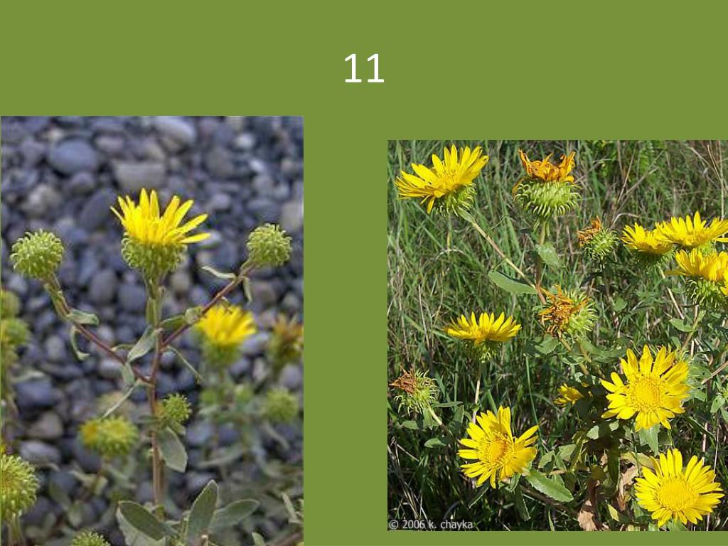 PPT Weed ID Quiz PowerPoint Presentation, free download ID5819600