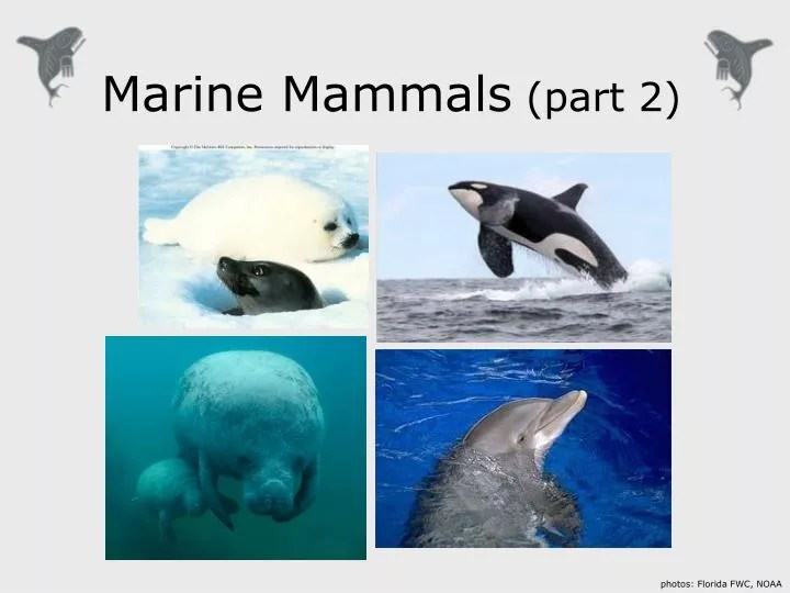 PPT Marine Mammals (part 2) PowerPoint Presentation, free download