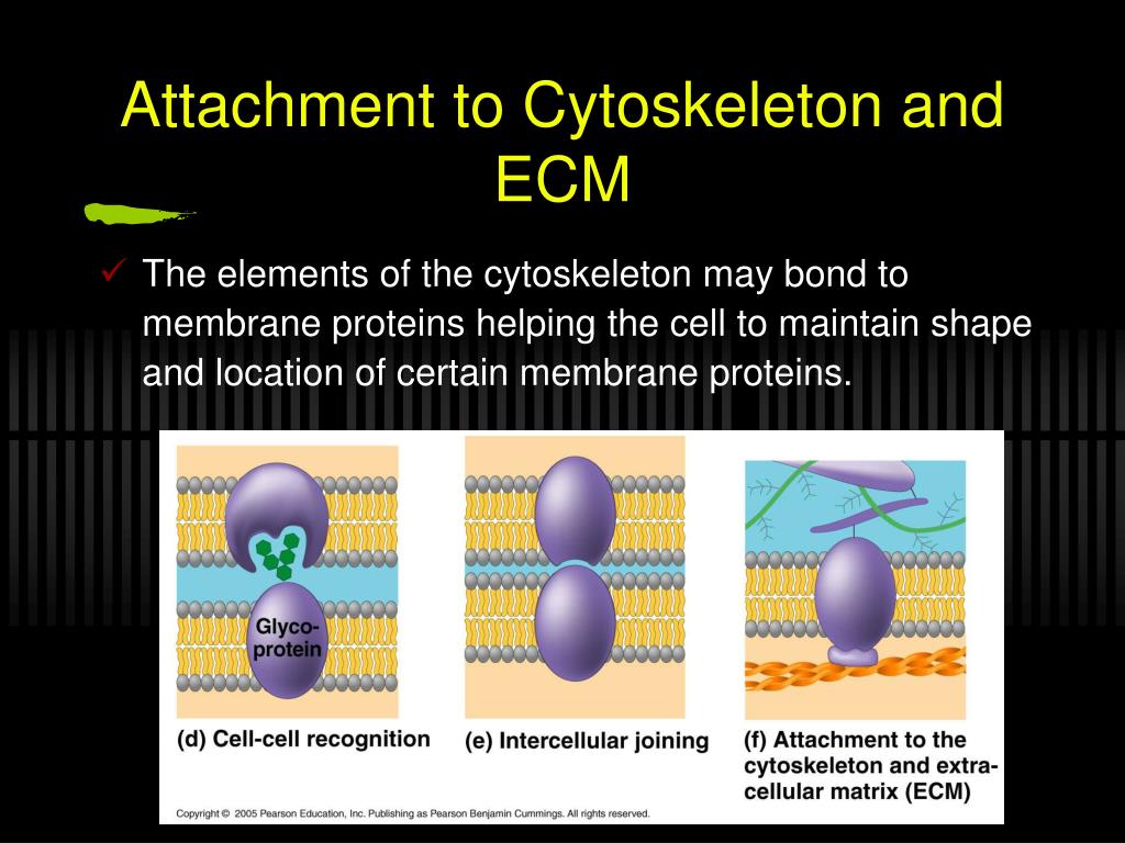 PPT Chapter 7 Membrane Structure and Function PowerPoint