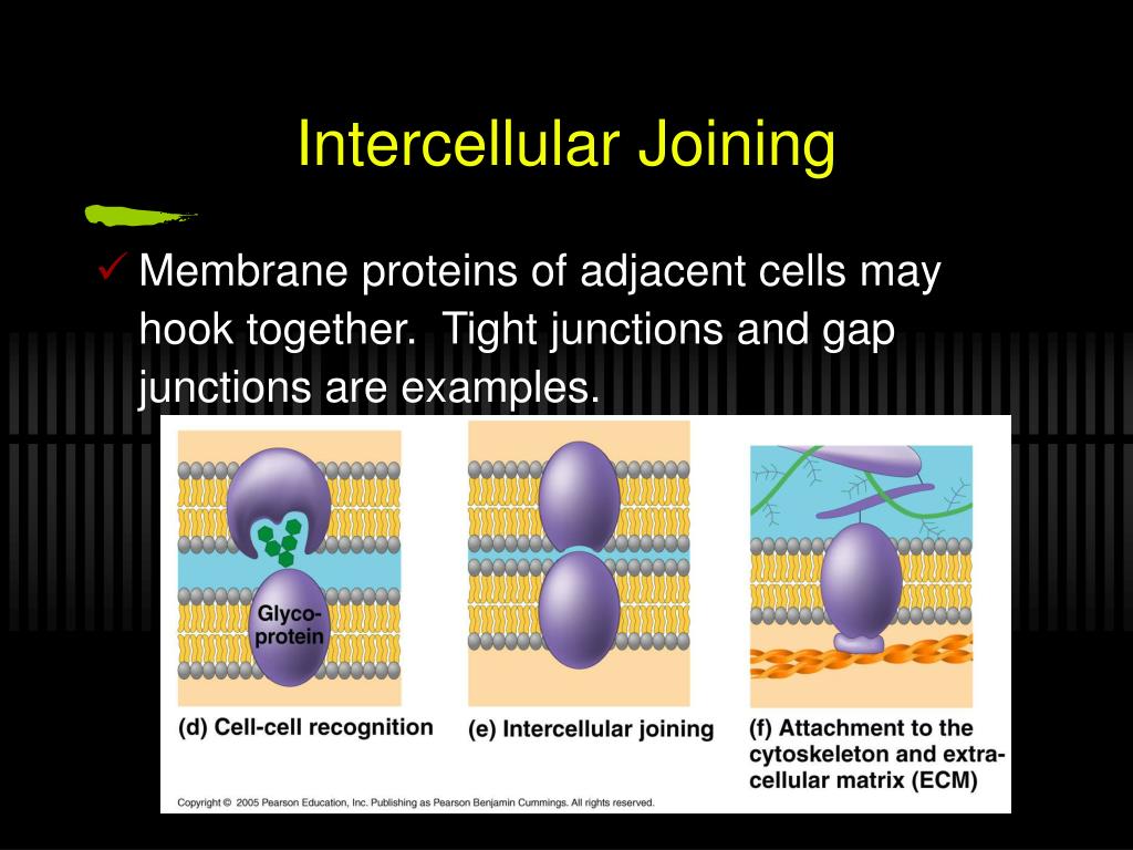 PPT Chapter 7 Membrane Structure and Function PowerPoint