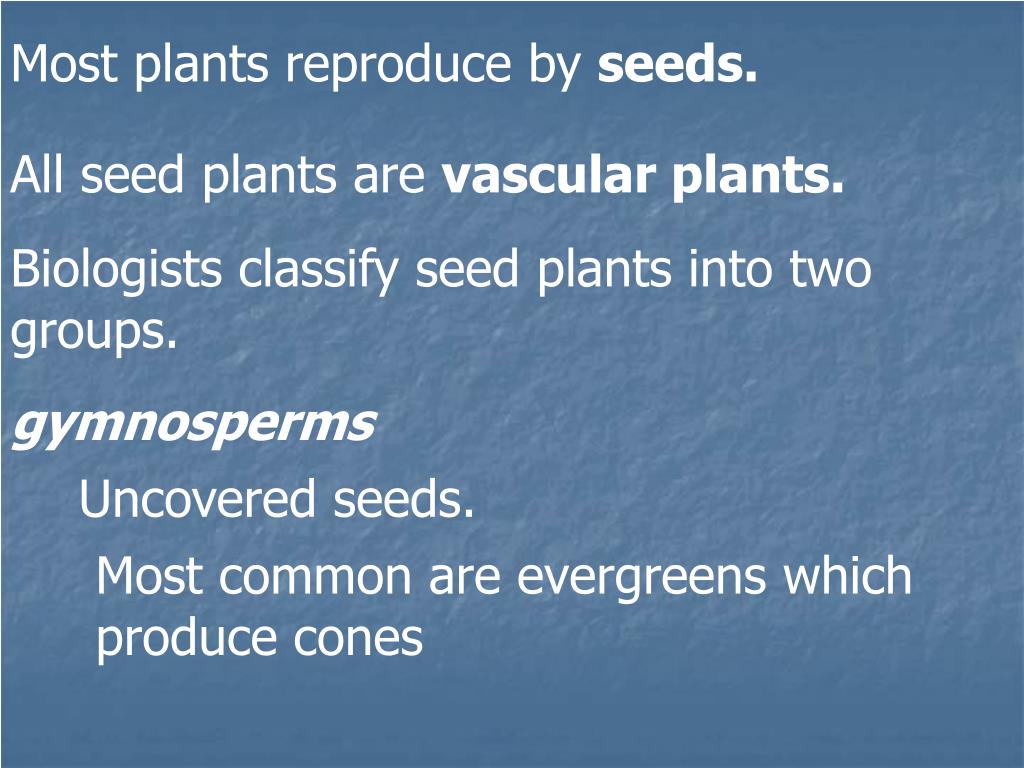 PPT Lesson 24 What are the characteristics of plants? PowerPoint