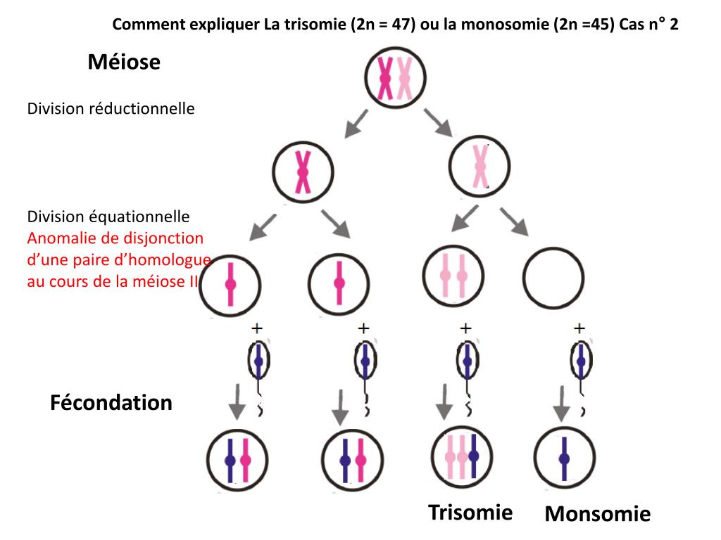 PPT Méiose Division réductionnelle Division équationnelle PowerPoint