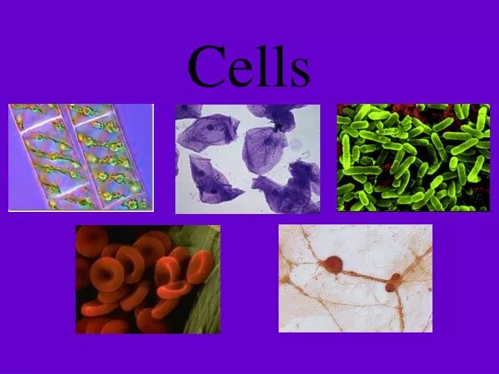 PPT Cells PowerPoint Presentation, free download ID5836127