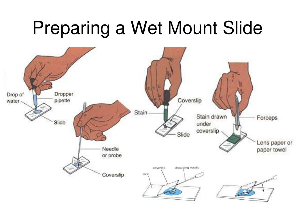 How To Make A Wet Mount Slide slidesharetrick