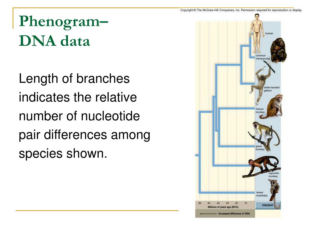 PPT Chapter 20 Classification of Living Things PowerPoint