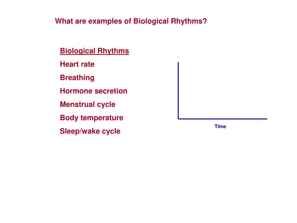 PPT BIOLOGICAL RHYTHMS IT’S A MATTER OF TIME PowerPoint Presentation