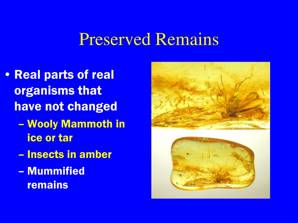 PPT Fossils & Geologic Time PowerPoint Presentation, free download