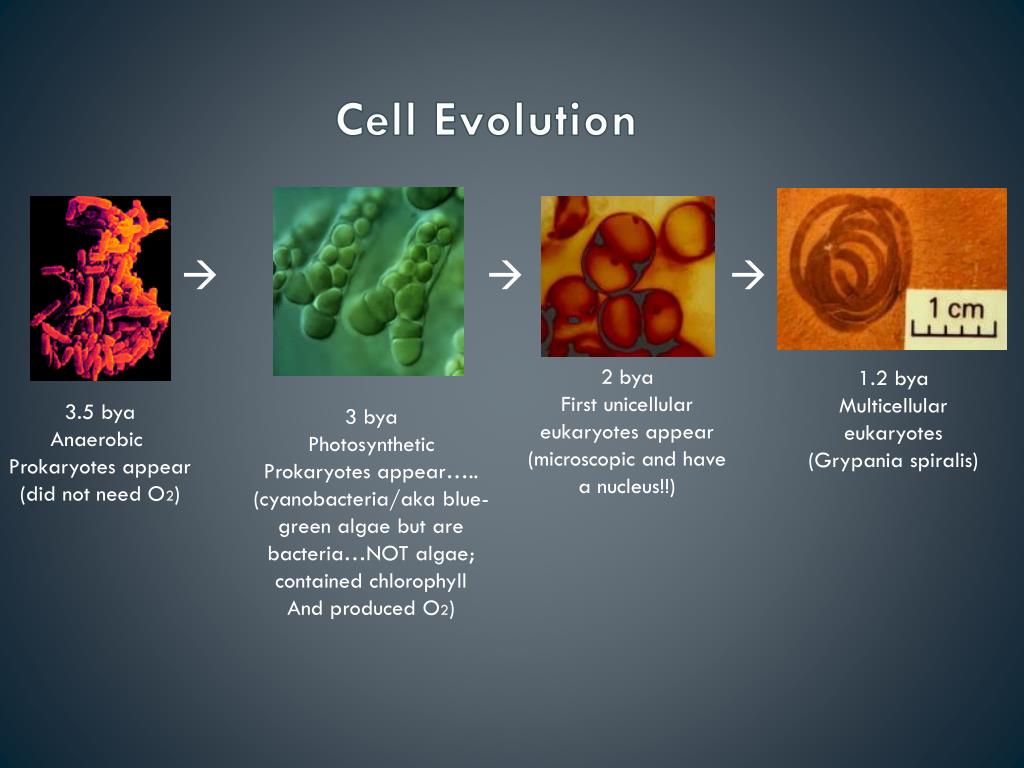 PPT Early Earth Evolution of the Cell PowerPoint Presentation, free