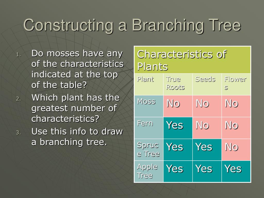 PPT 7.5 Branching Trees PowerPoint Presentation, free download ID