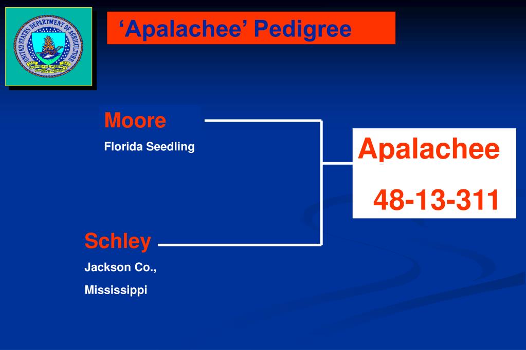 PPT ‘Apalachee’ Pecan PowerPoint Presentation, free download ID5846242