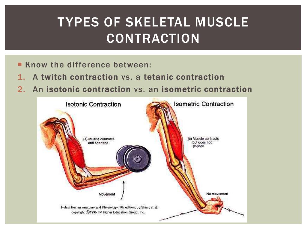 PPT CHAPTER 6 STUDY GUIDE MUSCULAR SYSTEM PowerPoint