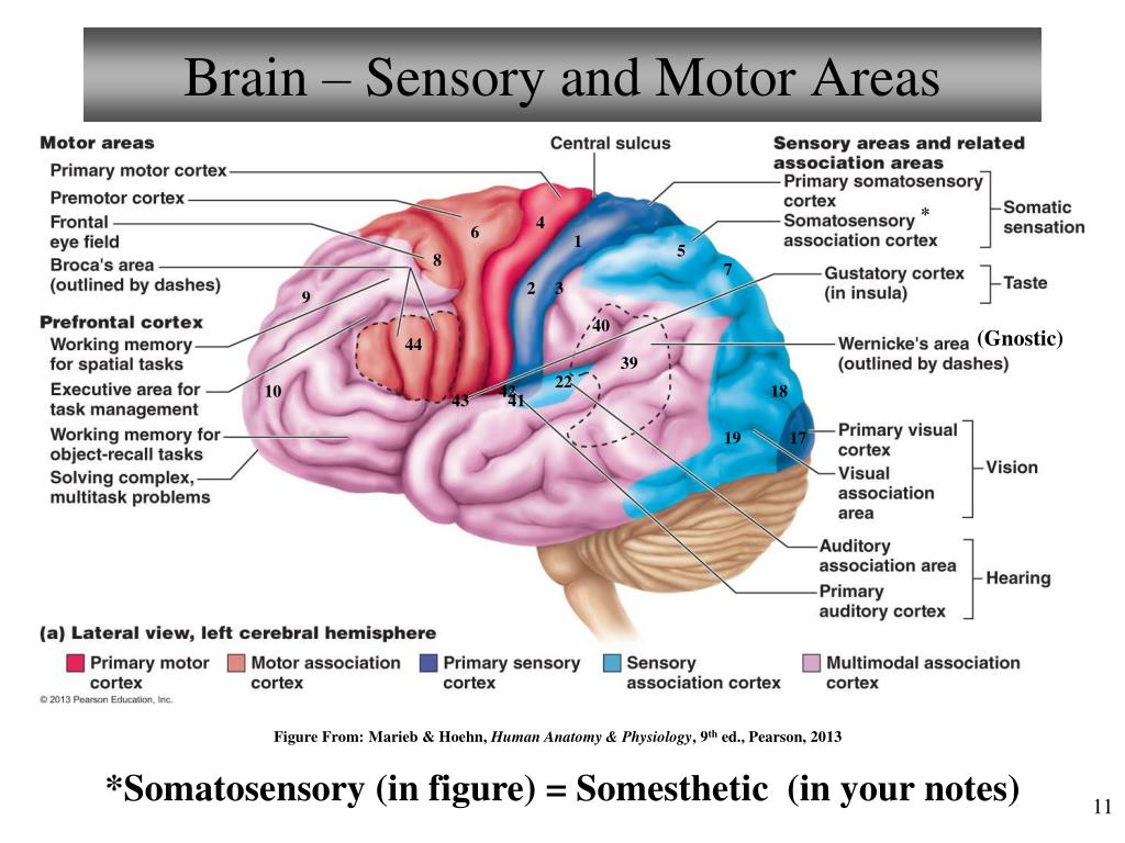 PPT The Central Nervous System Brain II Cranial Nerves PowerPoint