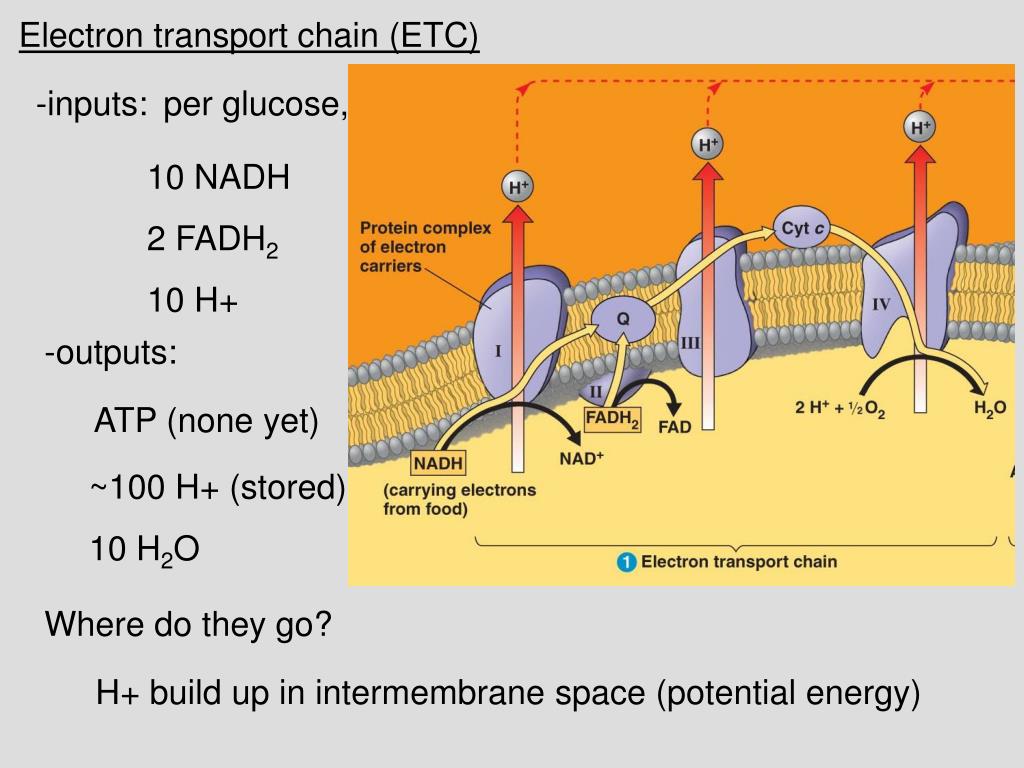 PPT Lecture 6 Outline (Ch. 9) PowerPoint Presentation, free download
