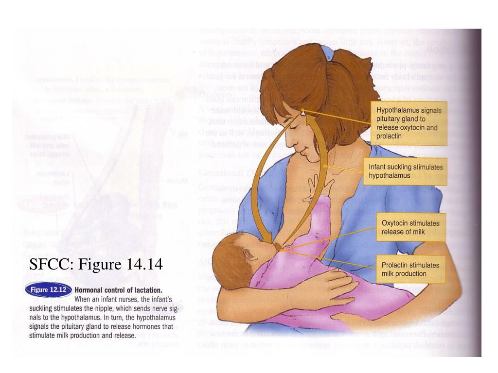 PPT Lactation PowerPoint Presentation, free download