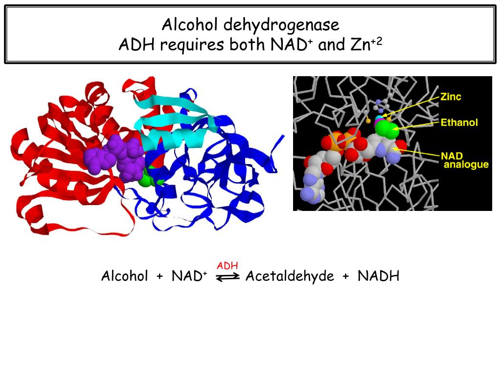 PPT Chapter 6 Enzymes PowerPoint Presentation, free download ID5869201