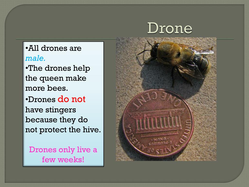 PPT Do all honey bees die when they sting? PowerPoint Presentation