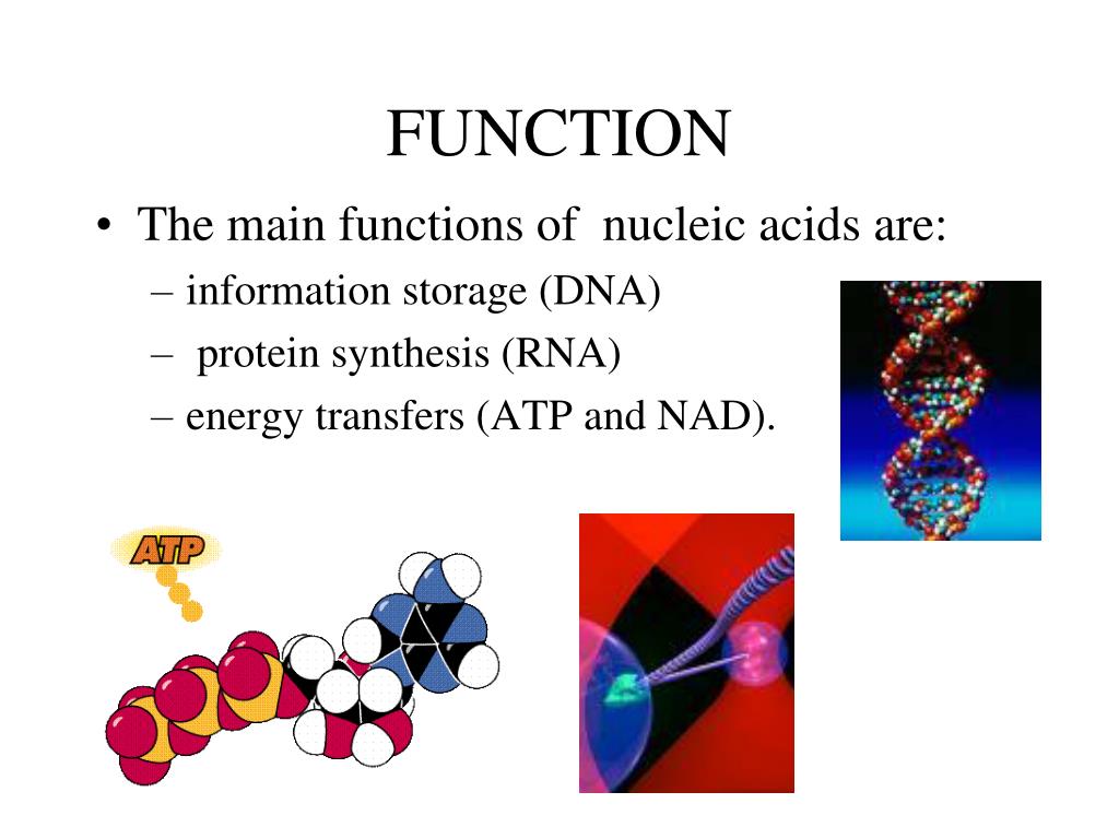 PPT NUCLEIC ACIDS PowerPoint Presentation, free download ID5871802