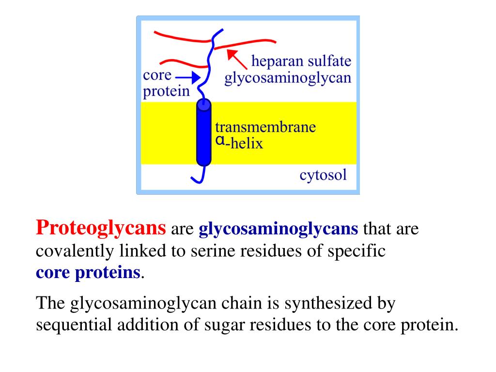 PPT Carbohydrates PowerPoint Presentation, free download ID5871803