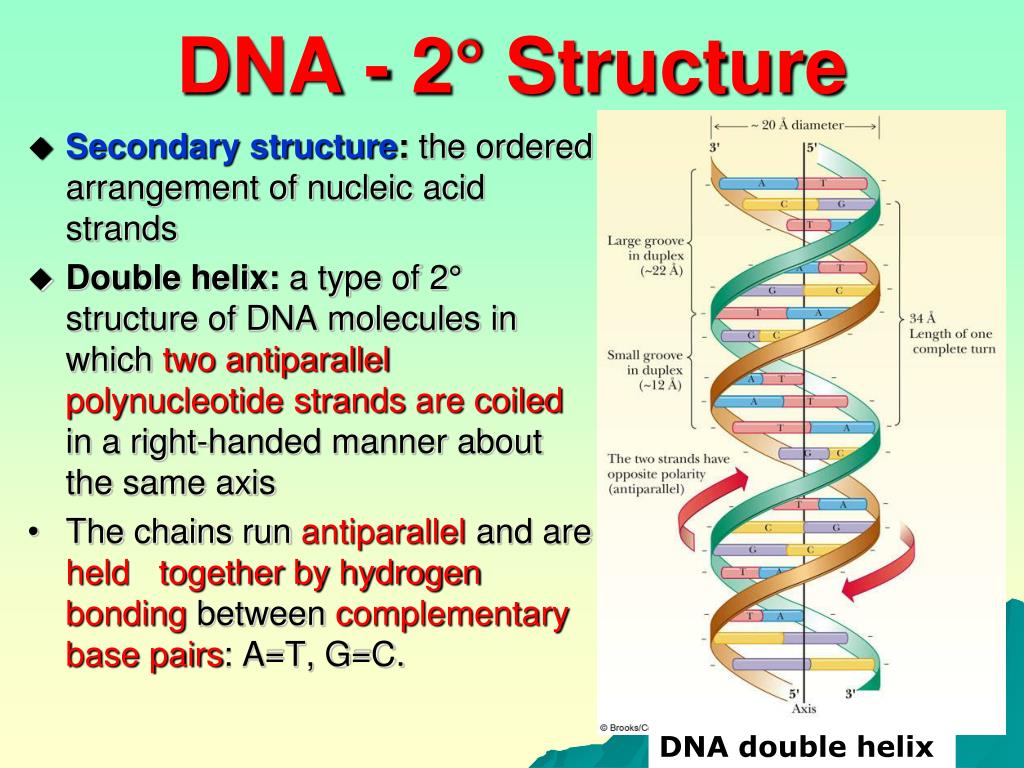 PPT NUCLEIC ACIDS PowerPoint Presentation, free download ID5871818