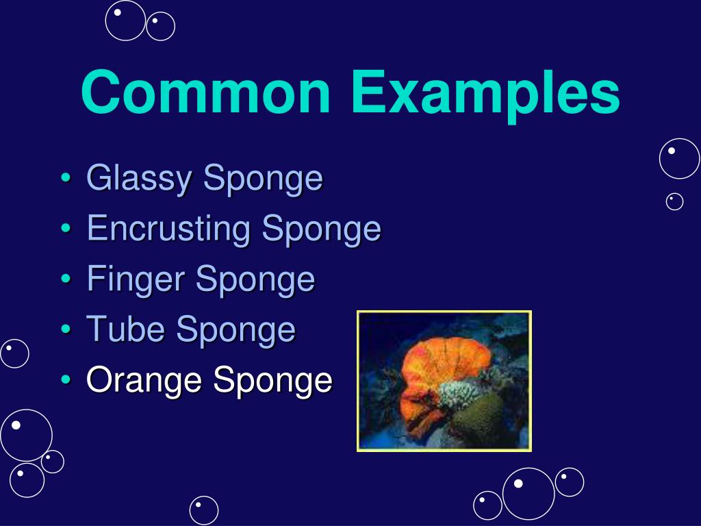 PPT Porifera PowerPoint Presentation, free download ID5873022