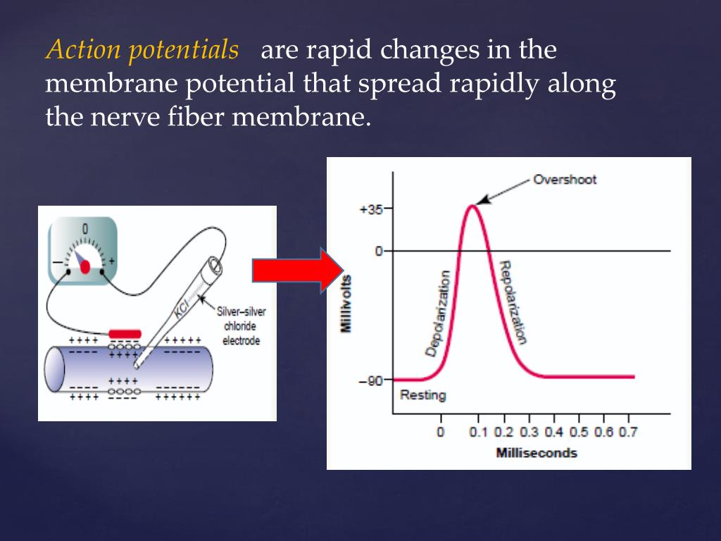 PPT Membrane Potentials and Action Potentials PowerPoint Presentation