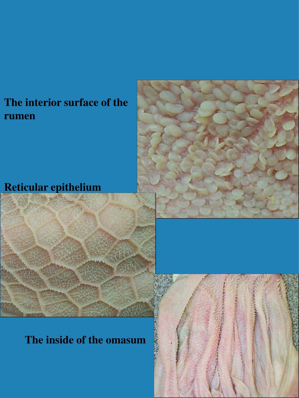 PPT Anatomy of the Ruminant Stomach PowerPoint Presentation, free