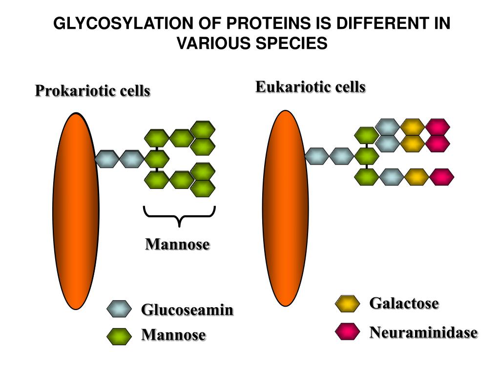 PPT RECOGNITION BY SOLUBLE MOLECULES MANNOSE BINDING LECTIN