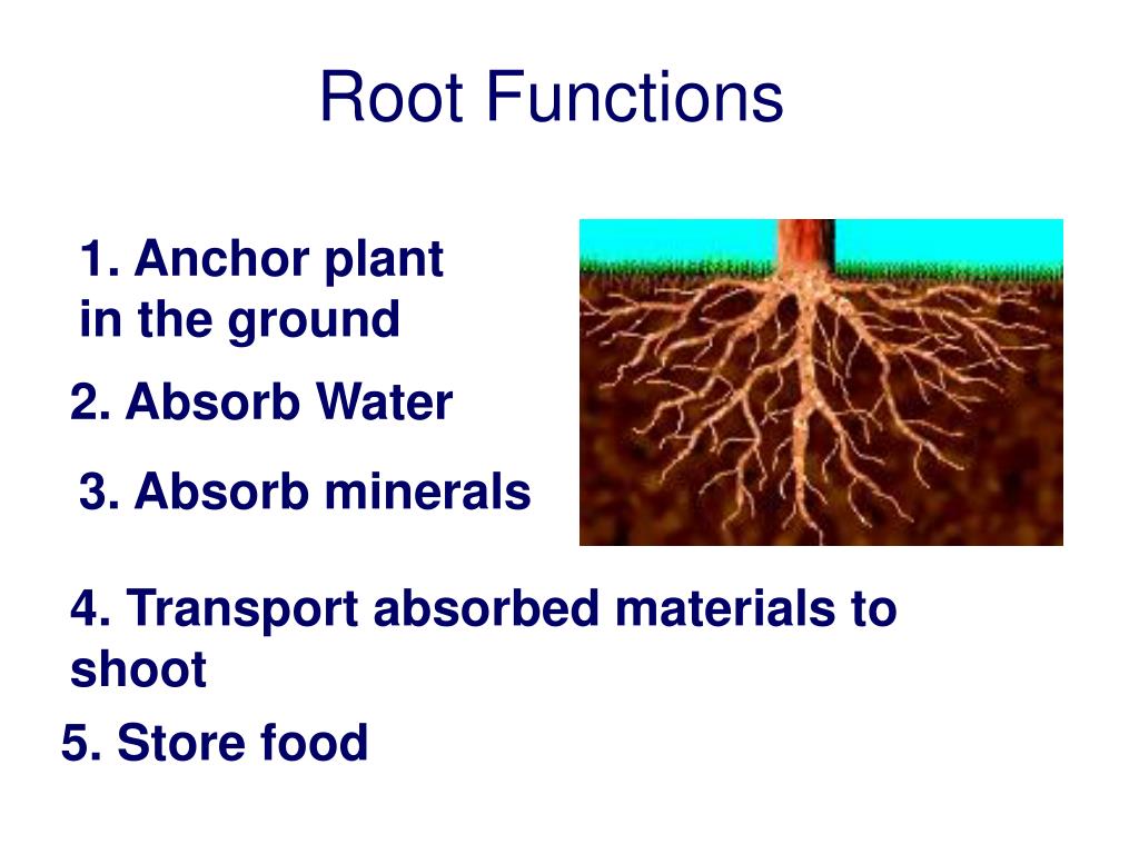PPT Structure of Flowering Plants PowerPoint Presentation, free