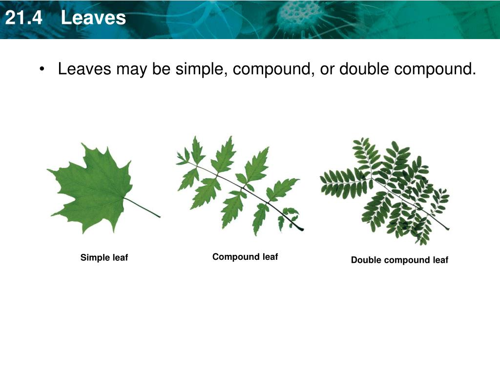 PPT KEY CONCEPT Leaves absorb light and carry out photosynthesis