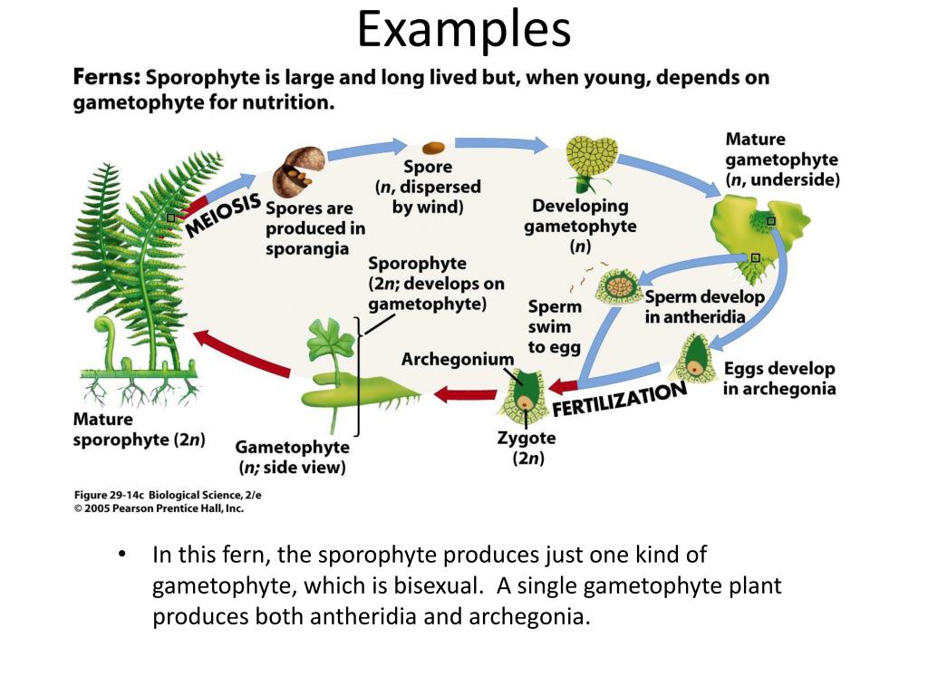 PPT SporeForming Plants PowerPoint Presentation, free download ID5880535