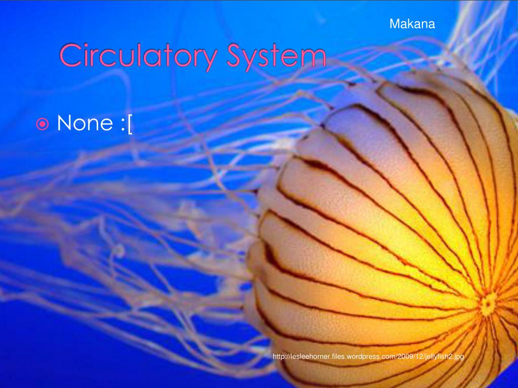 PPT Cnidaria PowerPoint Presentation, free download ID5883714