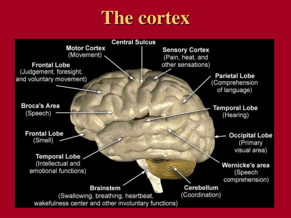 PPT Stroke Rehabilitation PowerPoint Presentation, free download ID