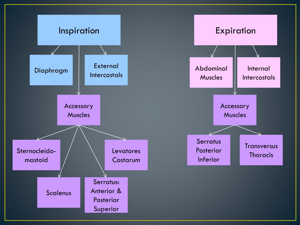PPT Respiratory System Lecture 4 PowerPoint Presentation, free download ID5909699