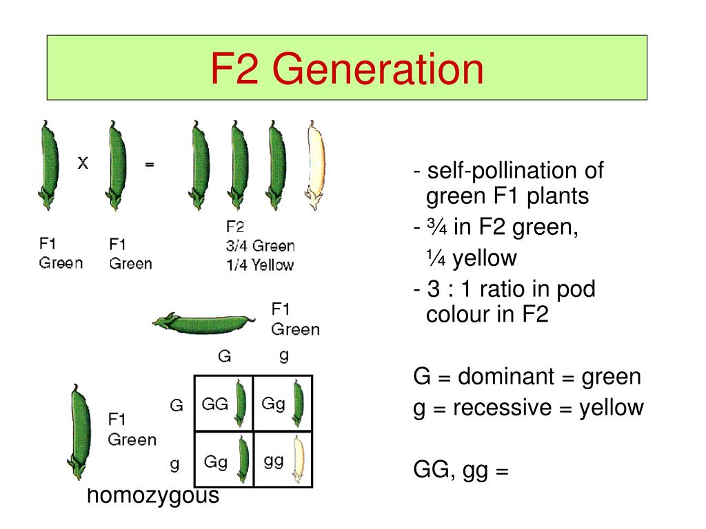 PPT M endel‘s Law of Segregation PowerPoint Presentation, free