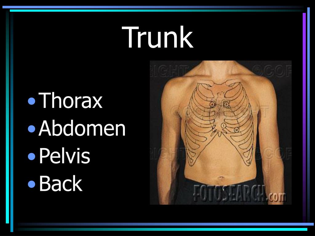 PPT Body regions PowerPoint Presentation, free download ID5918064