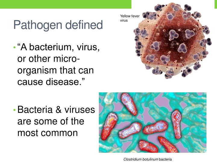PPT Bacterial & viral Disease PowerPoint Presentation ID5918211