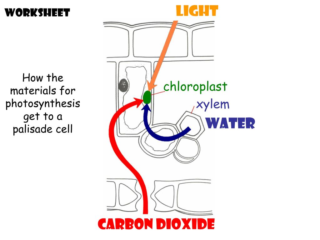 PPT photosynthesis PowerPoint Presentation, free download ID5921873