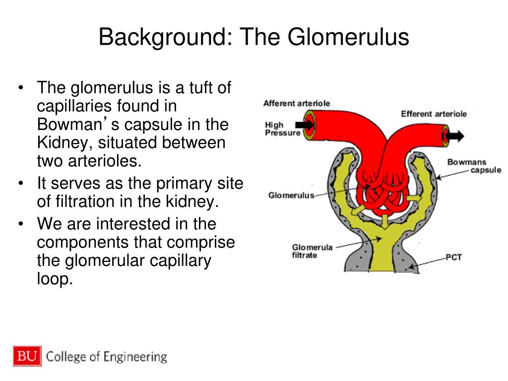 PPT Tissue Engineering of the Kidney Cell Culture Model of the Glomerular Capillary Wall