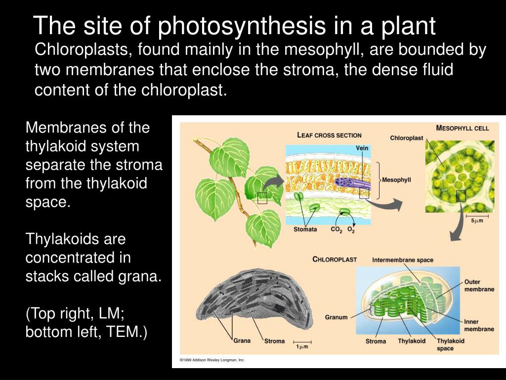 PPT Photosynthesis PowerPoint Presentation, free
