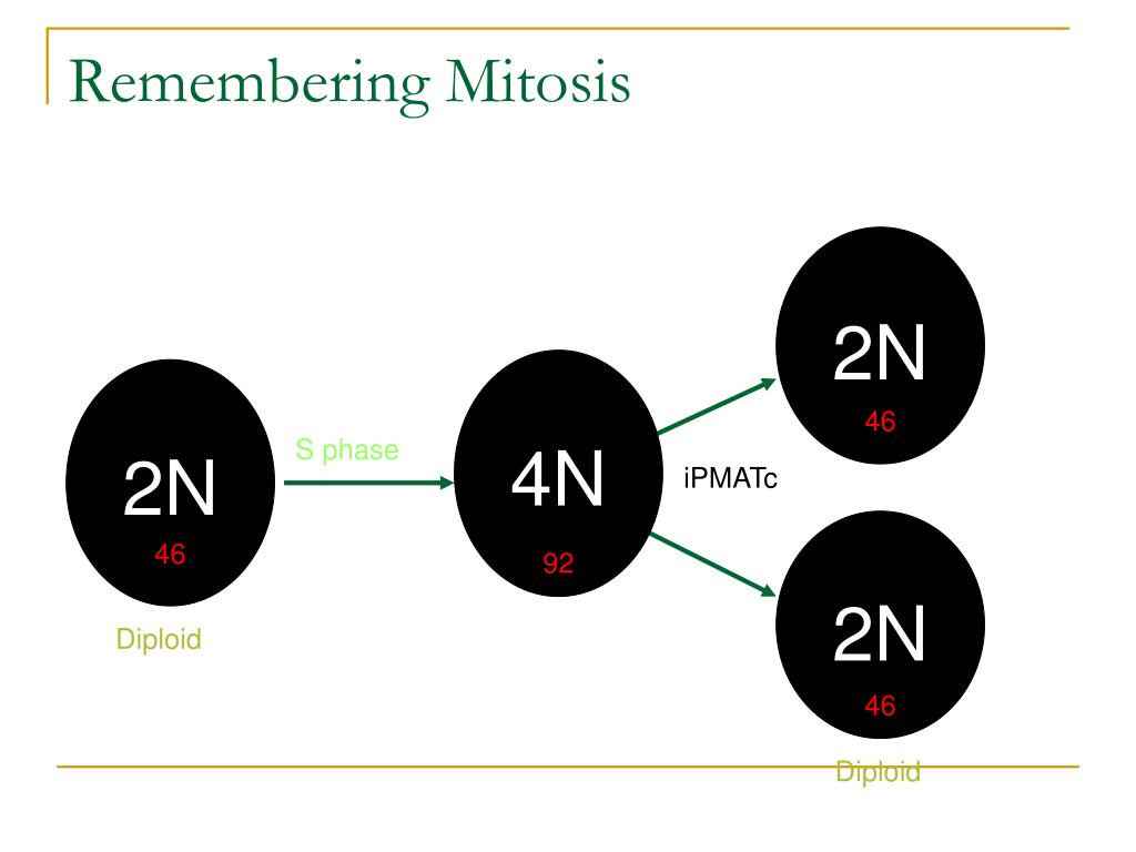 PPT How are traits inherited? PowerPoint Presentation, free