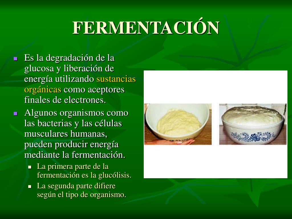 PPT FERMENTACION PowerPoint Presentation, free download ID5943821