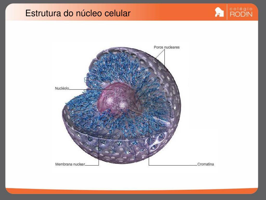 PPT Capítulo 2 Metabolismo Celular (Núcleo) PowerPoint Presentation