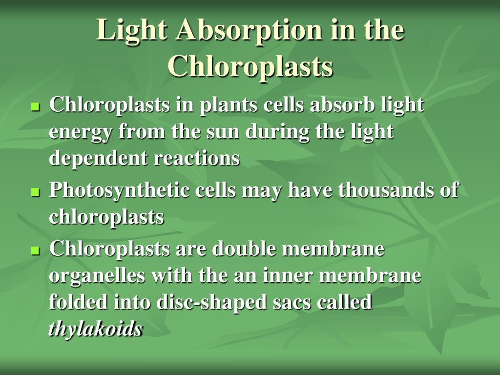 PPT Photosynthesis PowerPoint Presentation, free download ID5948107